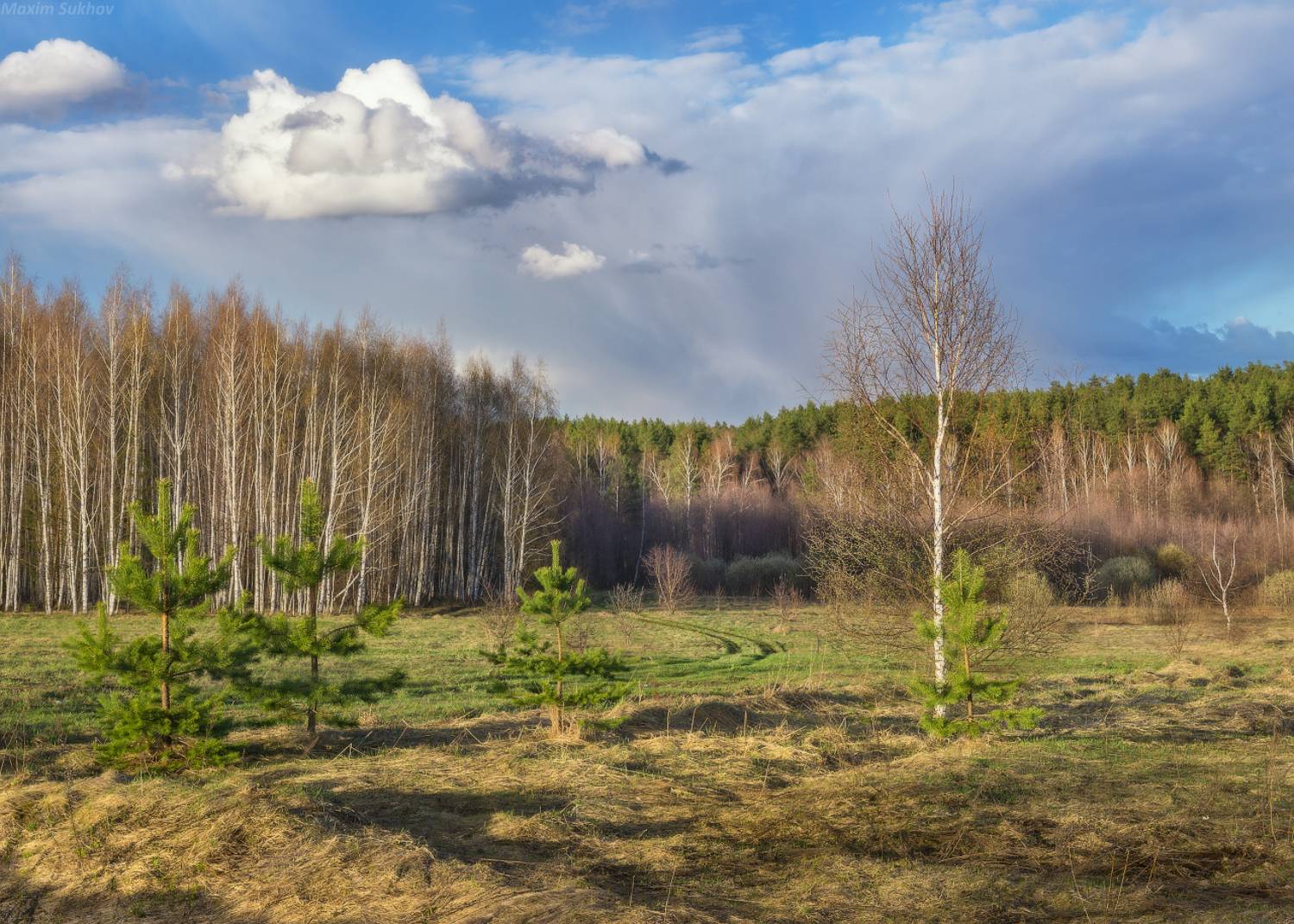 весна, березы, сосны, апрель, дорога, луг, облака, зелень, Максим Сухов