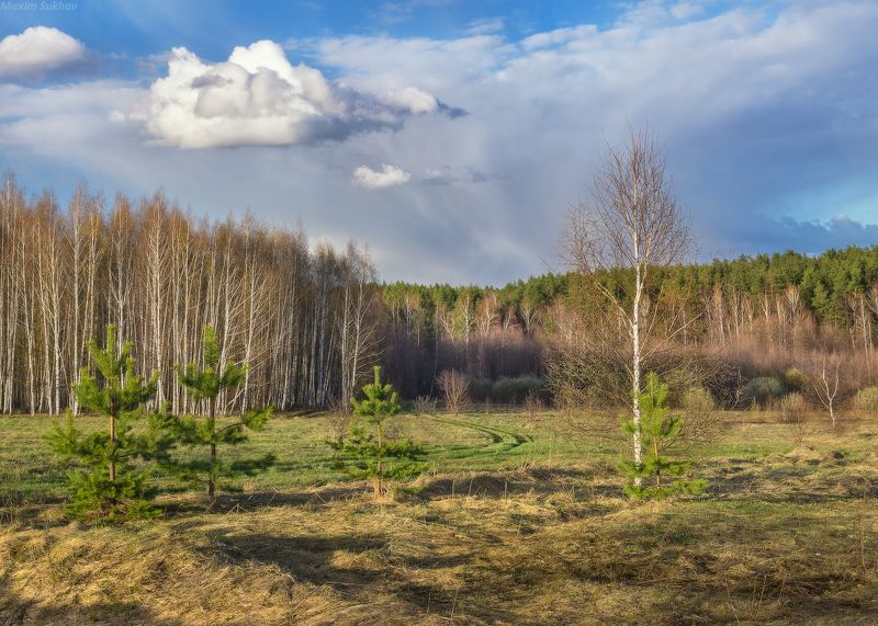 весна, березы, сосны, апрель, дорога, луг, облака, зелень Весна в нагуевских местах фото превью