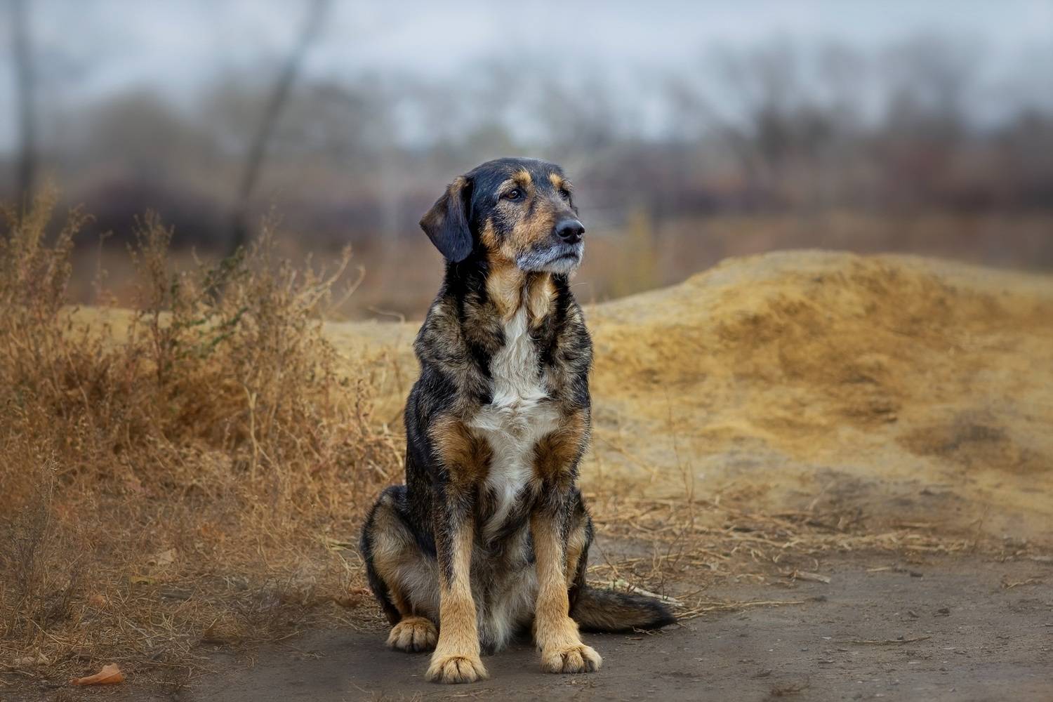 собака, Александр Канцур