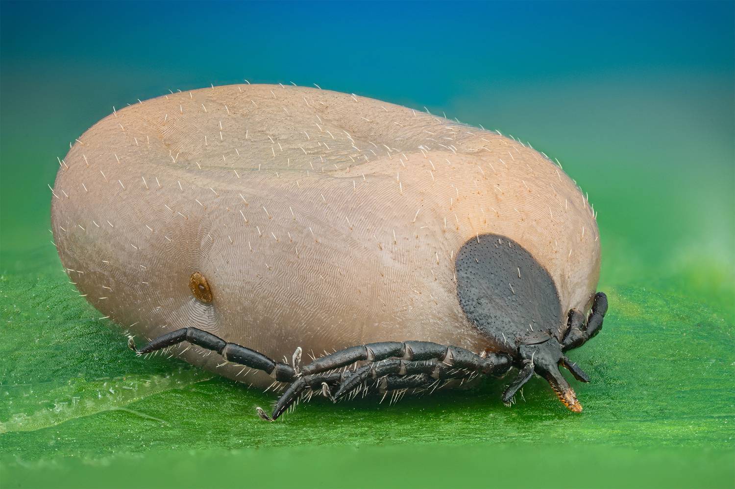 ceclii, macro, Цветан Ганев