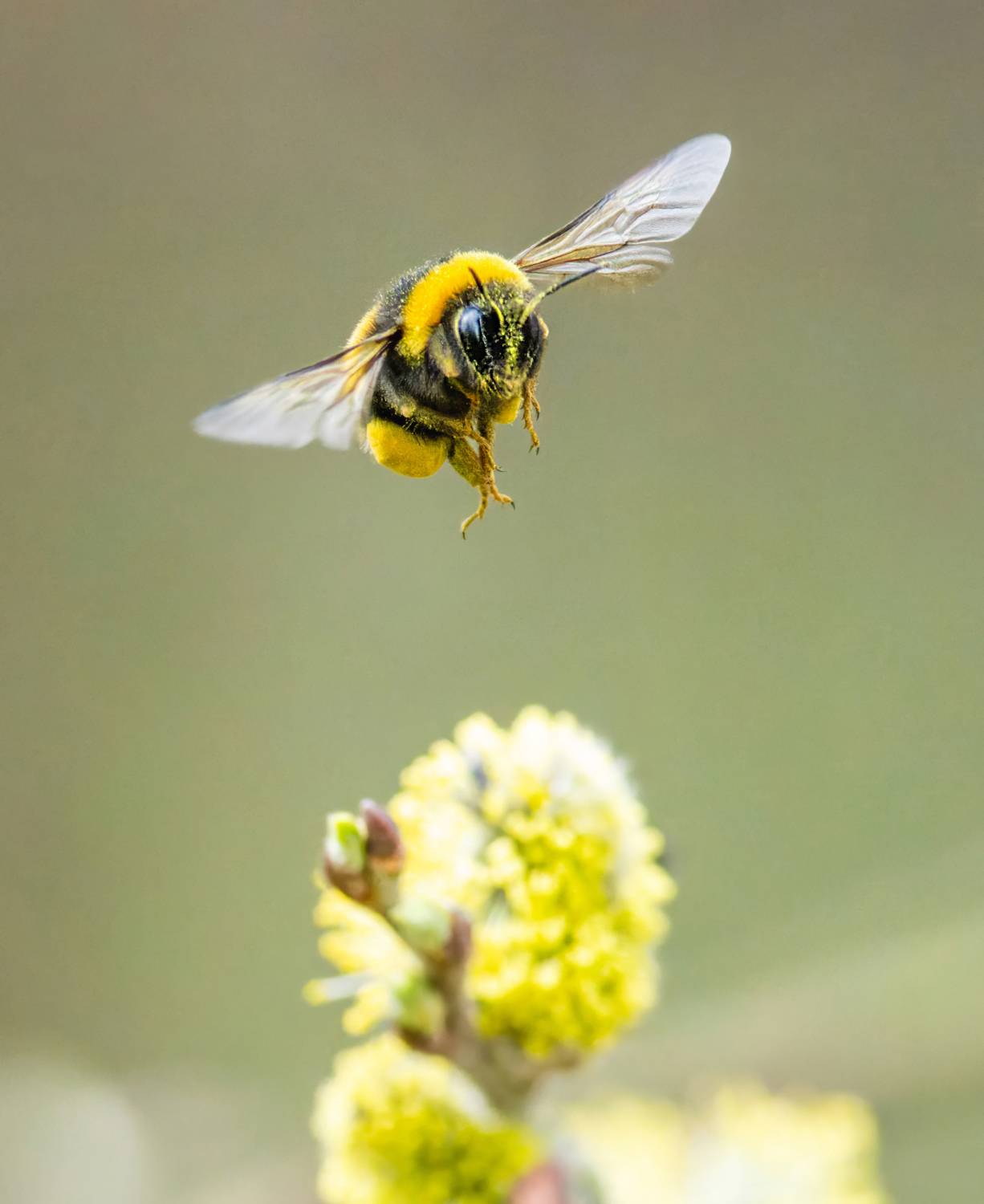 , Дэм Константин