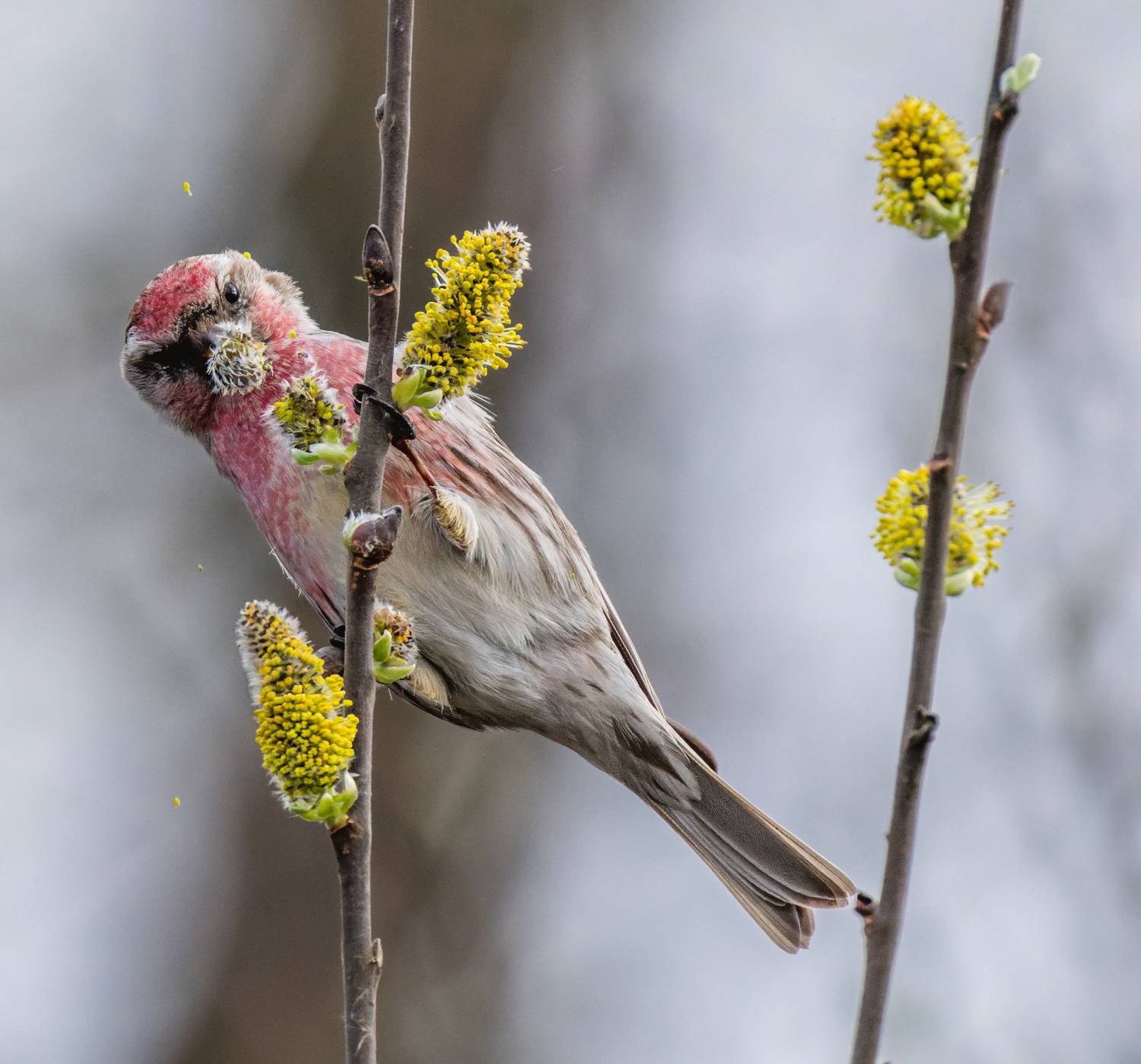 , Дэм Константин
