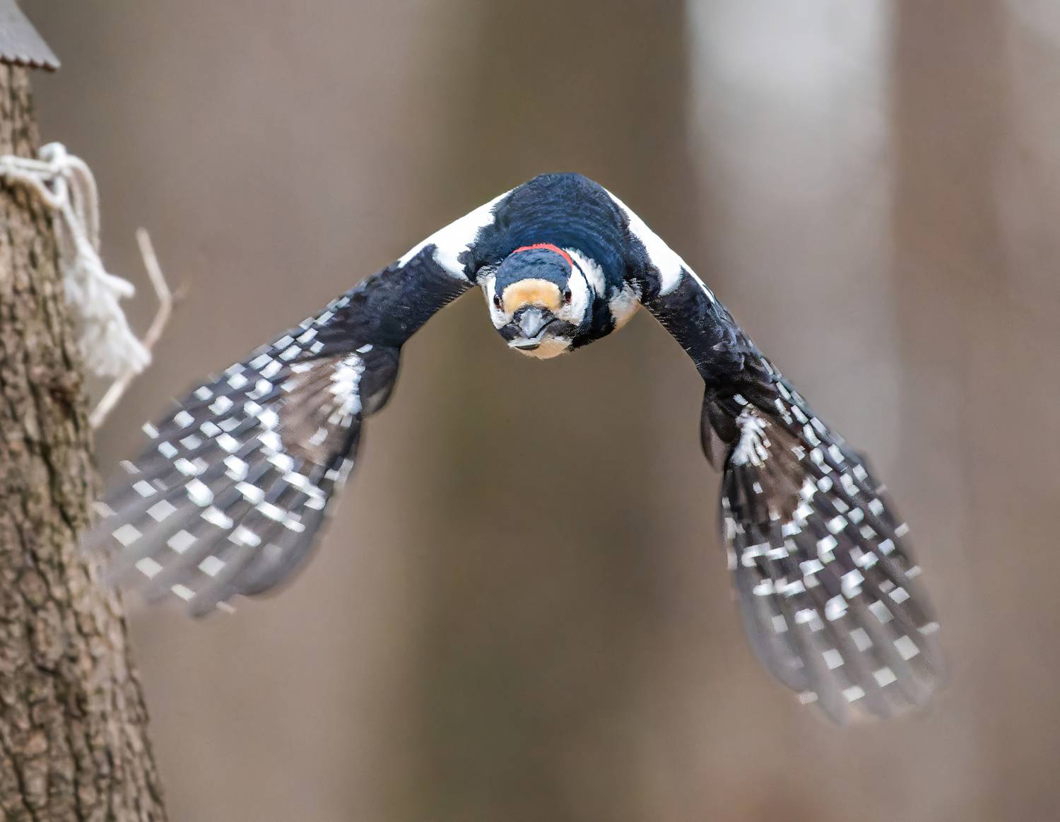 , Дэм Константин