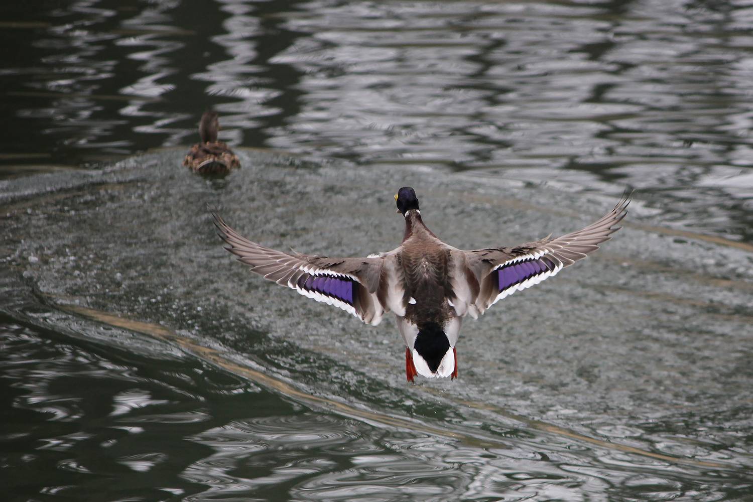 утки, кряква, anas platyrhynchos, КарОл