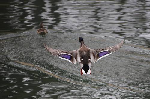 На крыльях любви