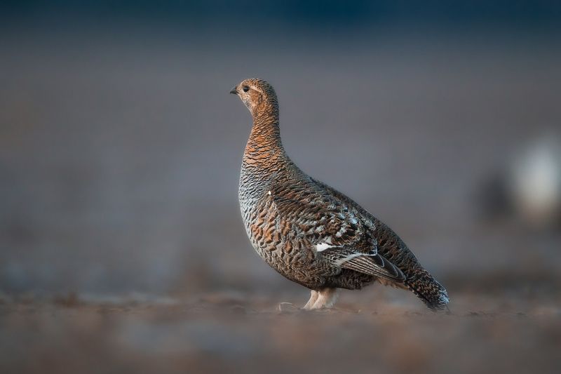 Дамы при параде, кавалеры во фраках. Бал весны начался. фото превью