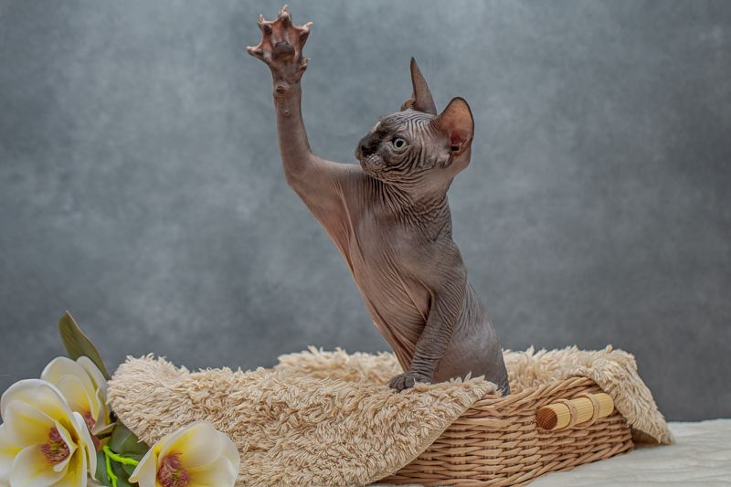 фото превью