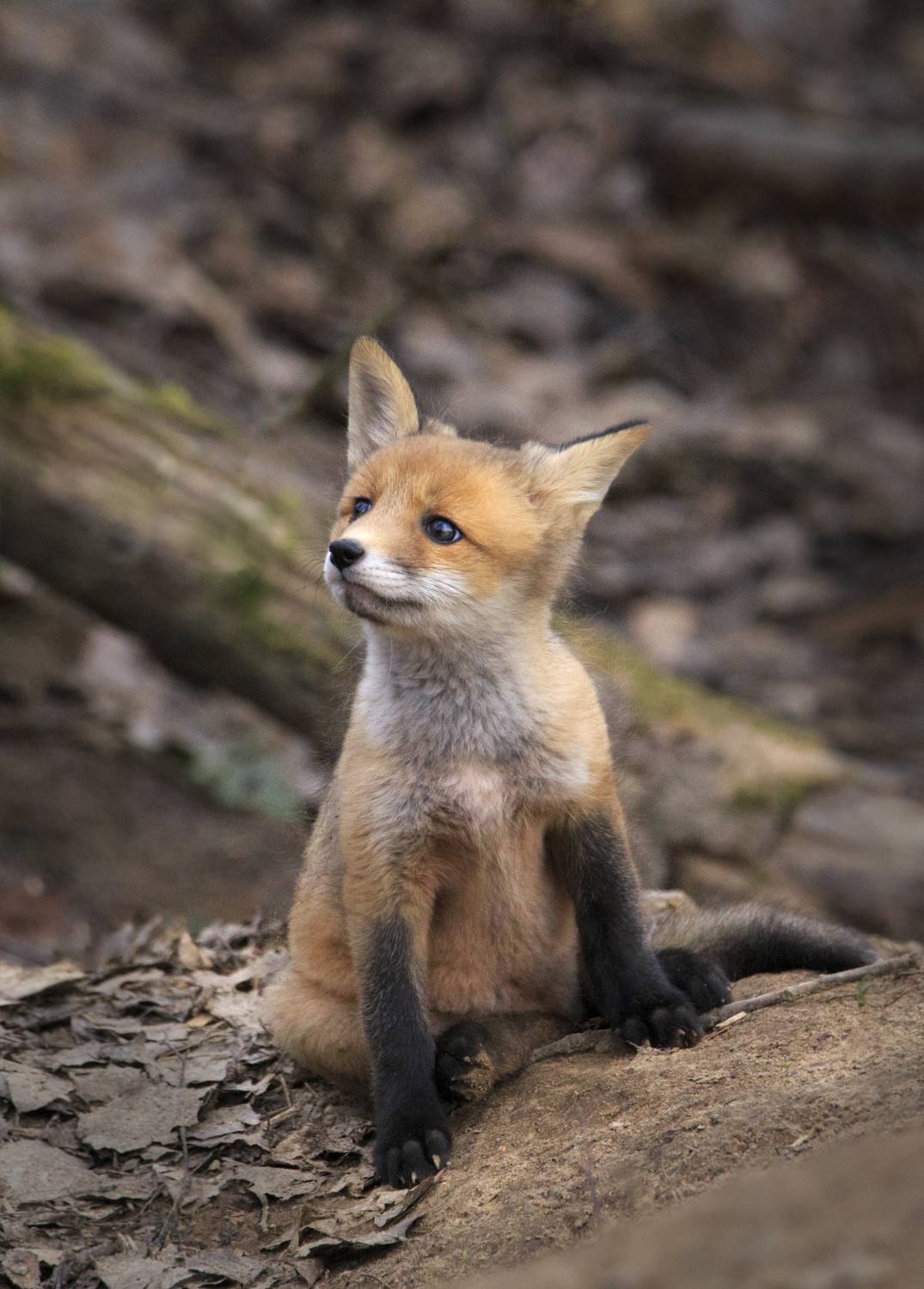 , Проценко Татьяна