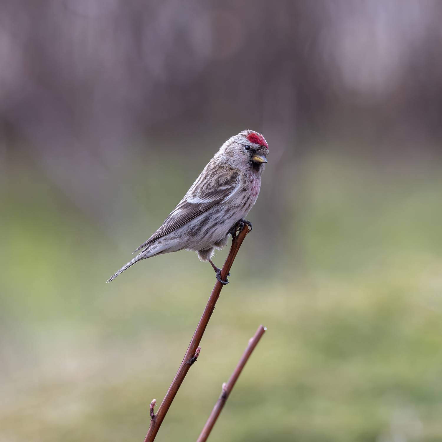 Чечетка, птицы, Пономарев Илья