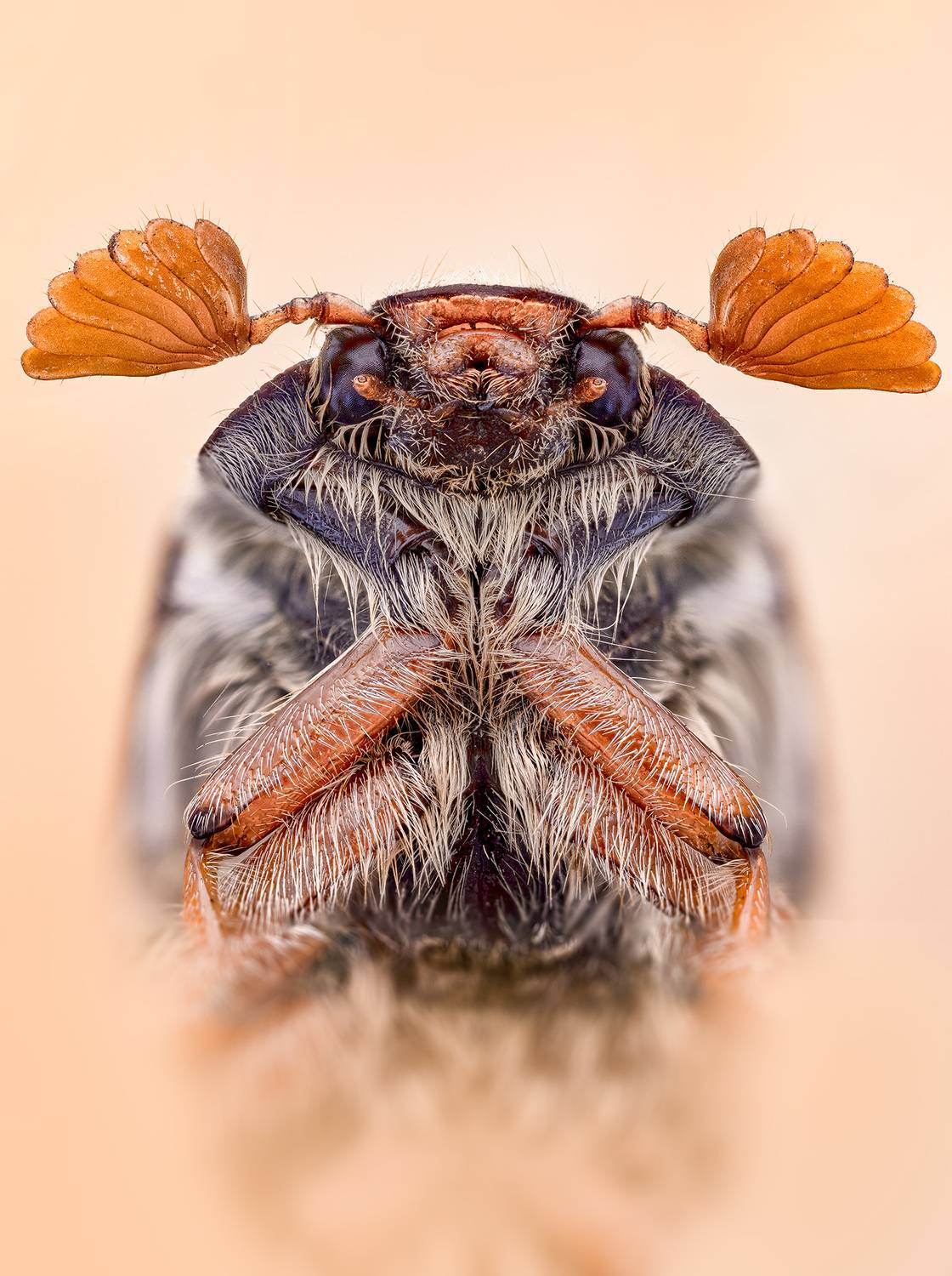 melolontha, melolontha, Kavaliauskas Eugenijus