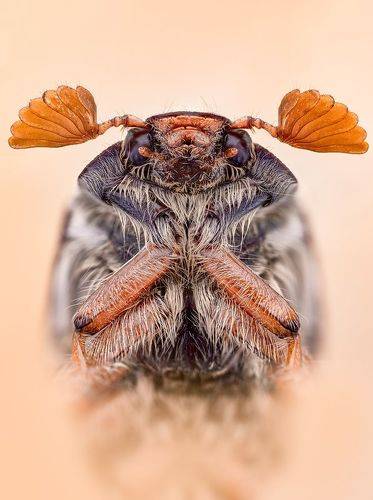 Майский жук