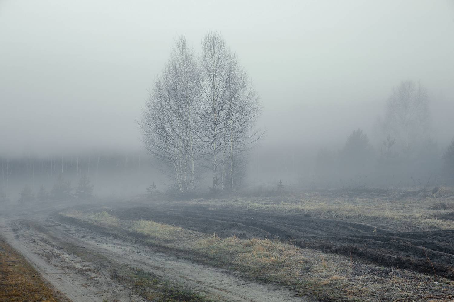 апрель туман рассвет поле дорога, Алексеев Дмитрий