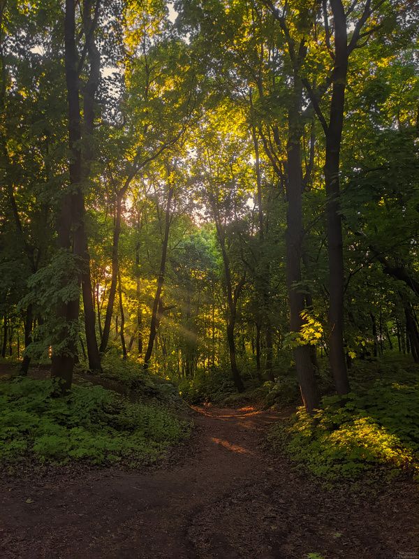 Тропинки Загородного парка фото превью