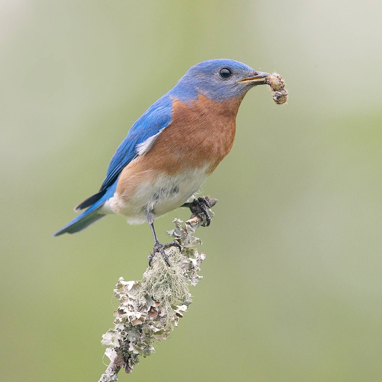 восточная сиалия, eastern bluebird,bluebird, Etkind Elizabeth