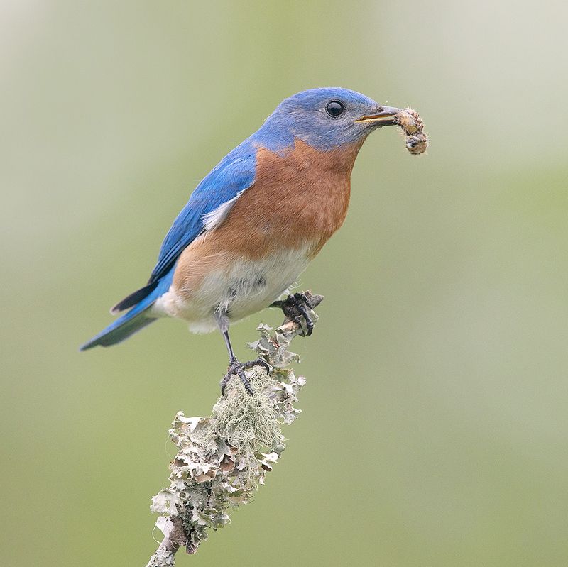 восточная сиалия, eastern bluebird,bluebird Eastern Bluebird, male -Восточная сиалия, самец фото превью
