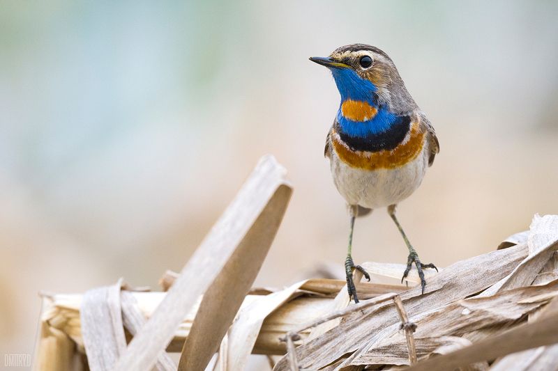 Варакушка фото превью