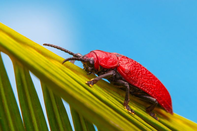 red beetle фото превью