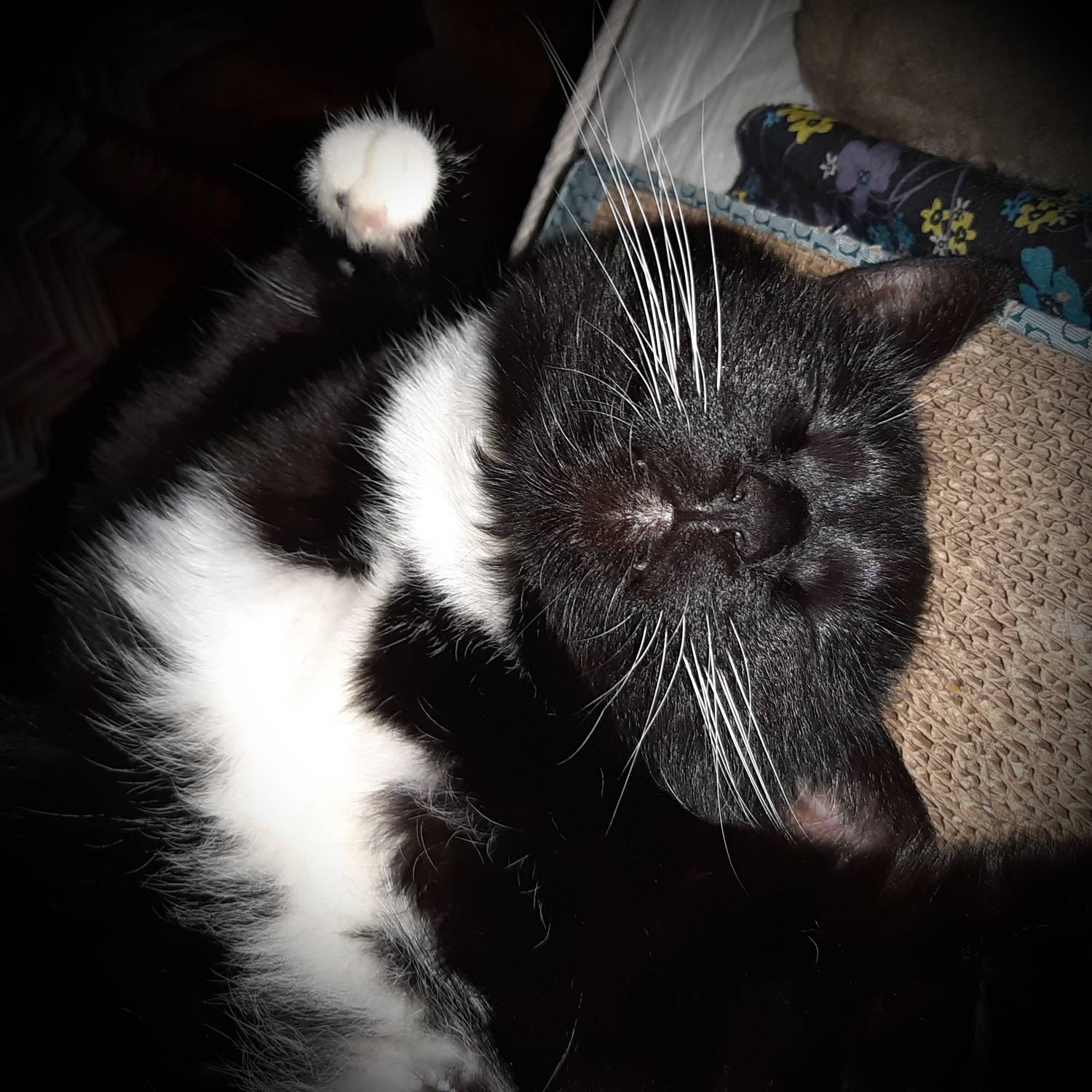 чёрная кошка, Maria V. Gorskaya