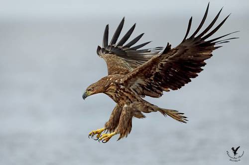 К атаке готов.