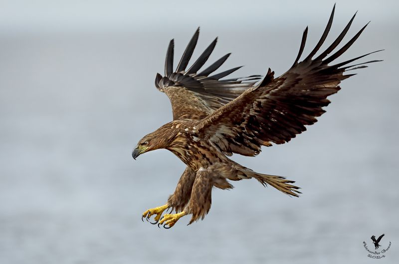 орлан, белохвост. К атаке готов. фото превью