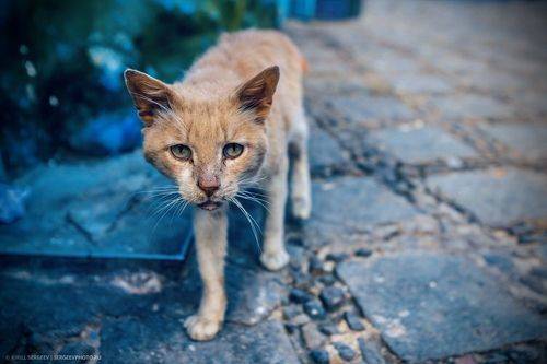 Хвостатые жители Синего города | Tailed residents of the Blue City