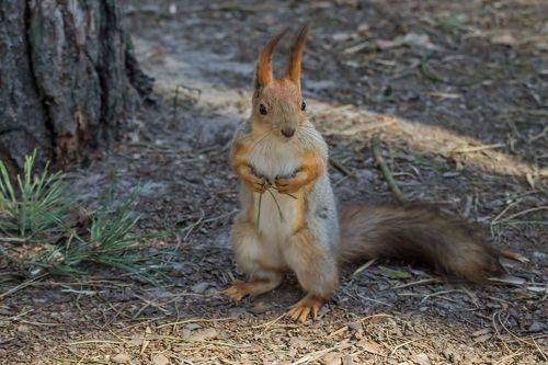 Вооружён и очень опасен