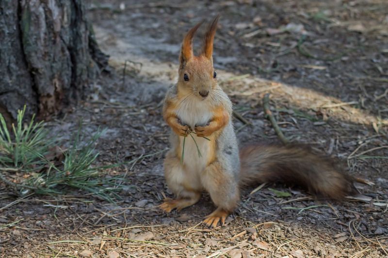 Вооружён и очень опасен фото превью