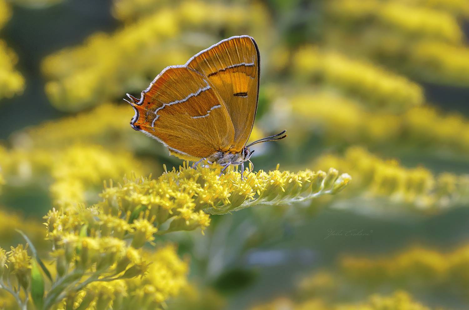 зефир березовый, бабочка, хвостатка березовая, макро, macro, Ершова Юлия