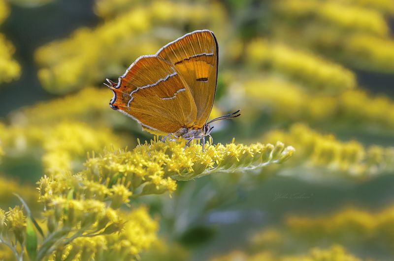 зефир березовый, бабочка, хвостатка березовая, макро, macro Зефир березовый фото превью