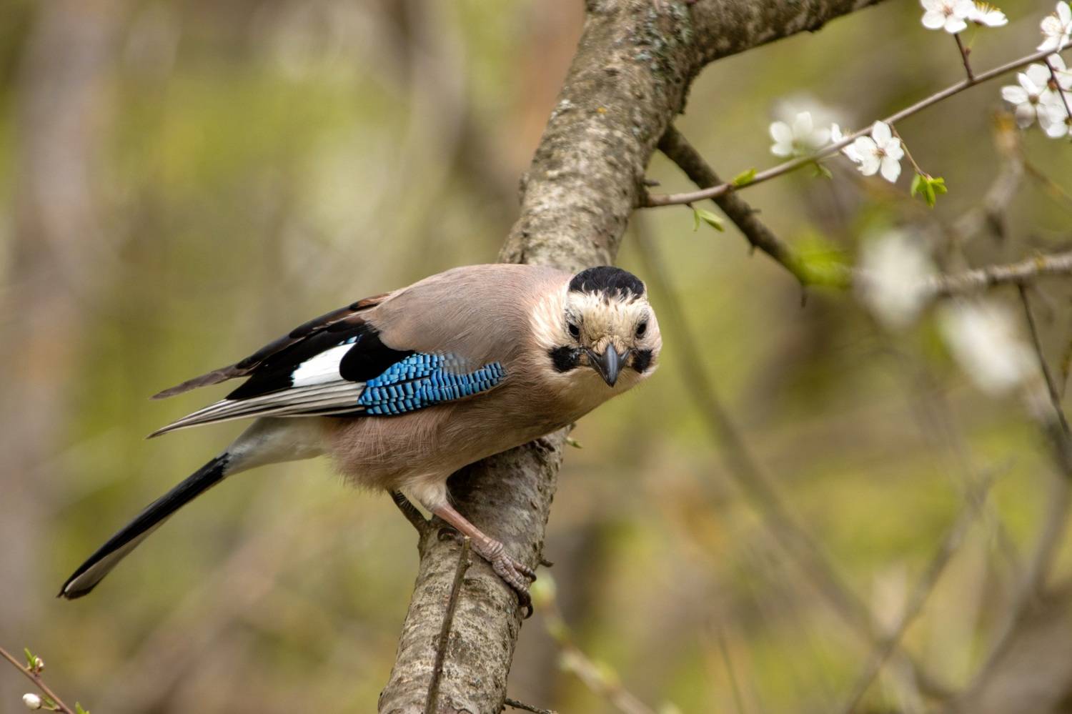 , Виталий Маслов