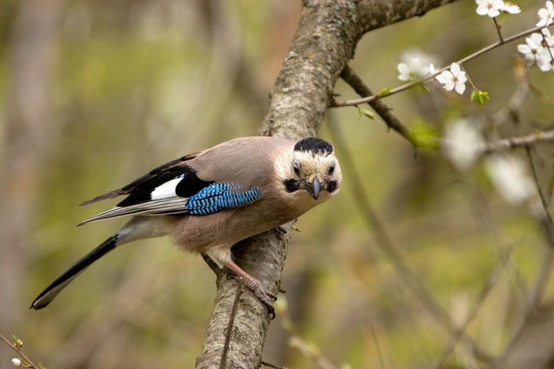 Лесная сойка фото превью