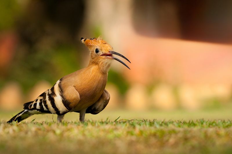 Hoopoe фото превью
