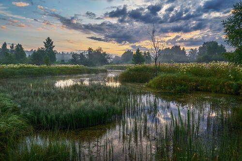 Летнее утро
