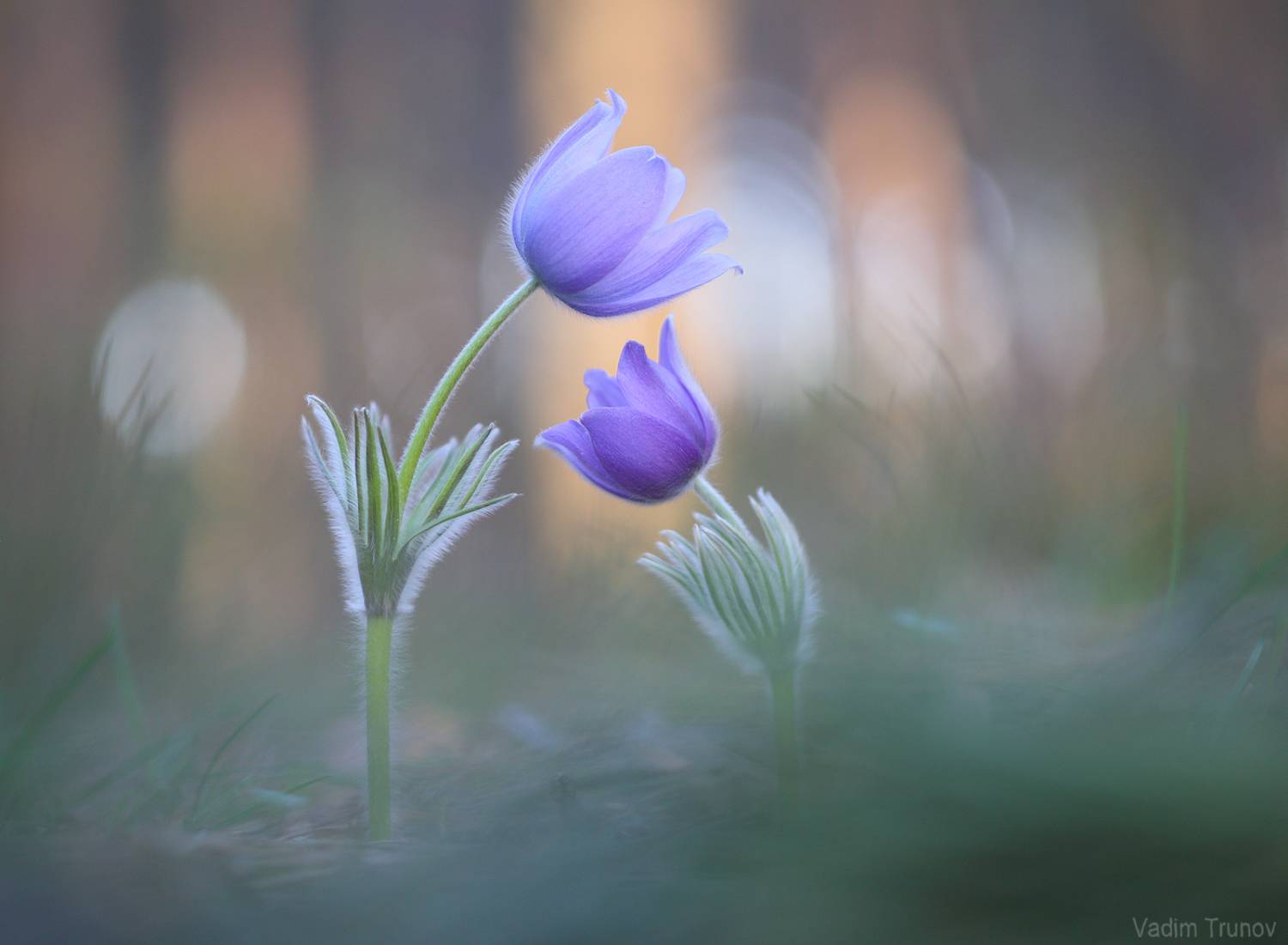 сон-трава, Вадим Трунов