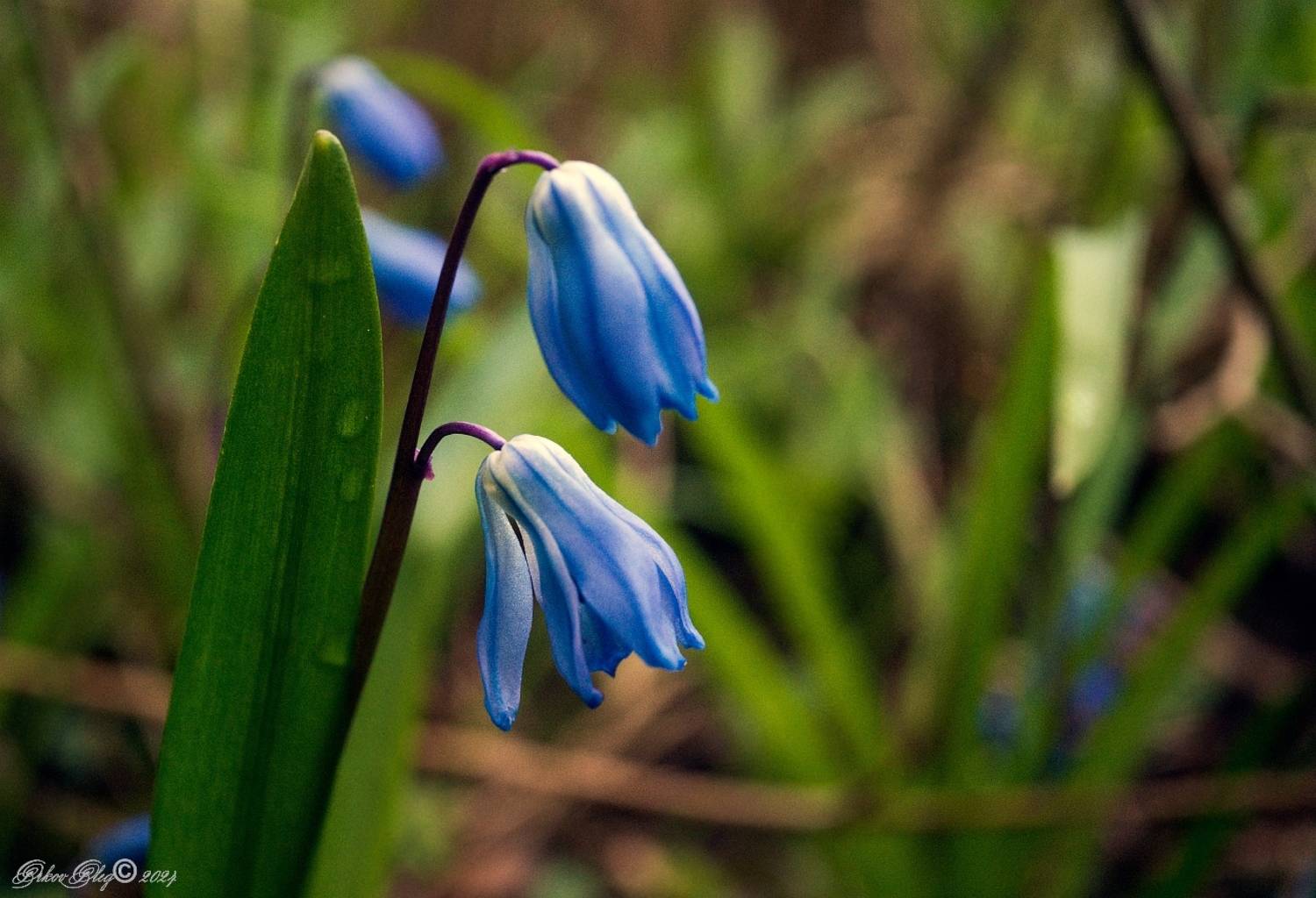 , Орлов Олег