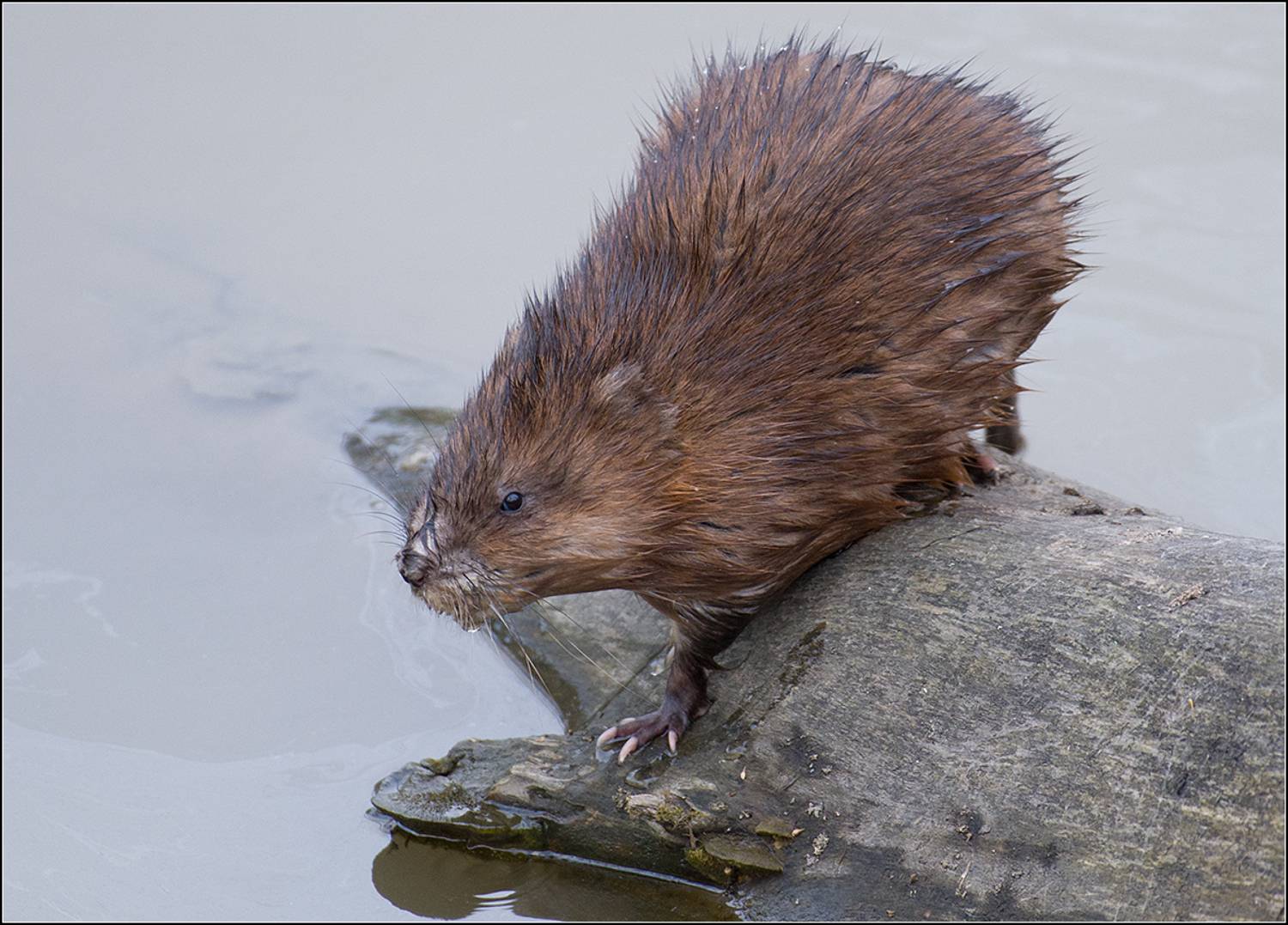 москва, апрель, парк, р.алёшинка, АНАТОЛИЙ ДОВЫДЕНКО