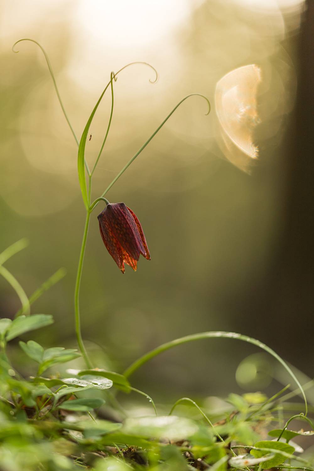 , Илья Михеев