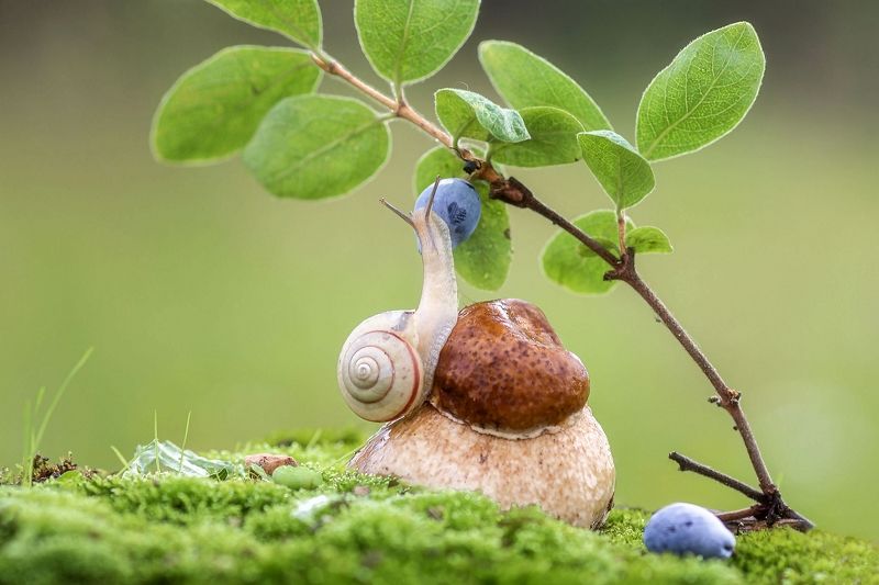 Во саду ли, в огороде... фото превью
