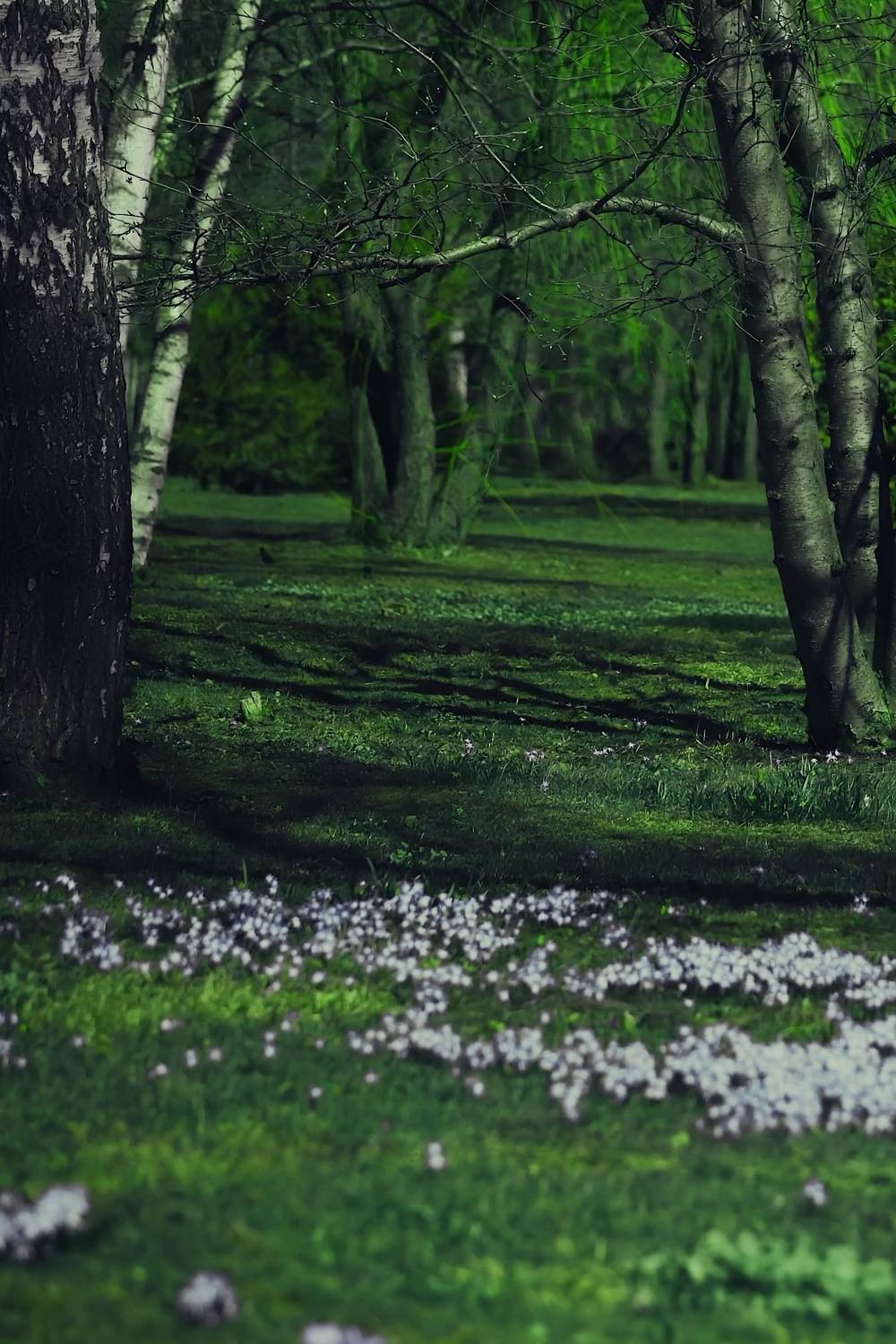 пейзаж, landscape, nature, природа, весна, spring, forest, лес, цветы, flowers, Julia Kaissa