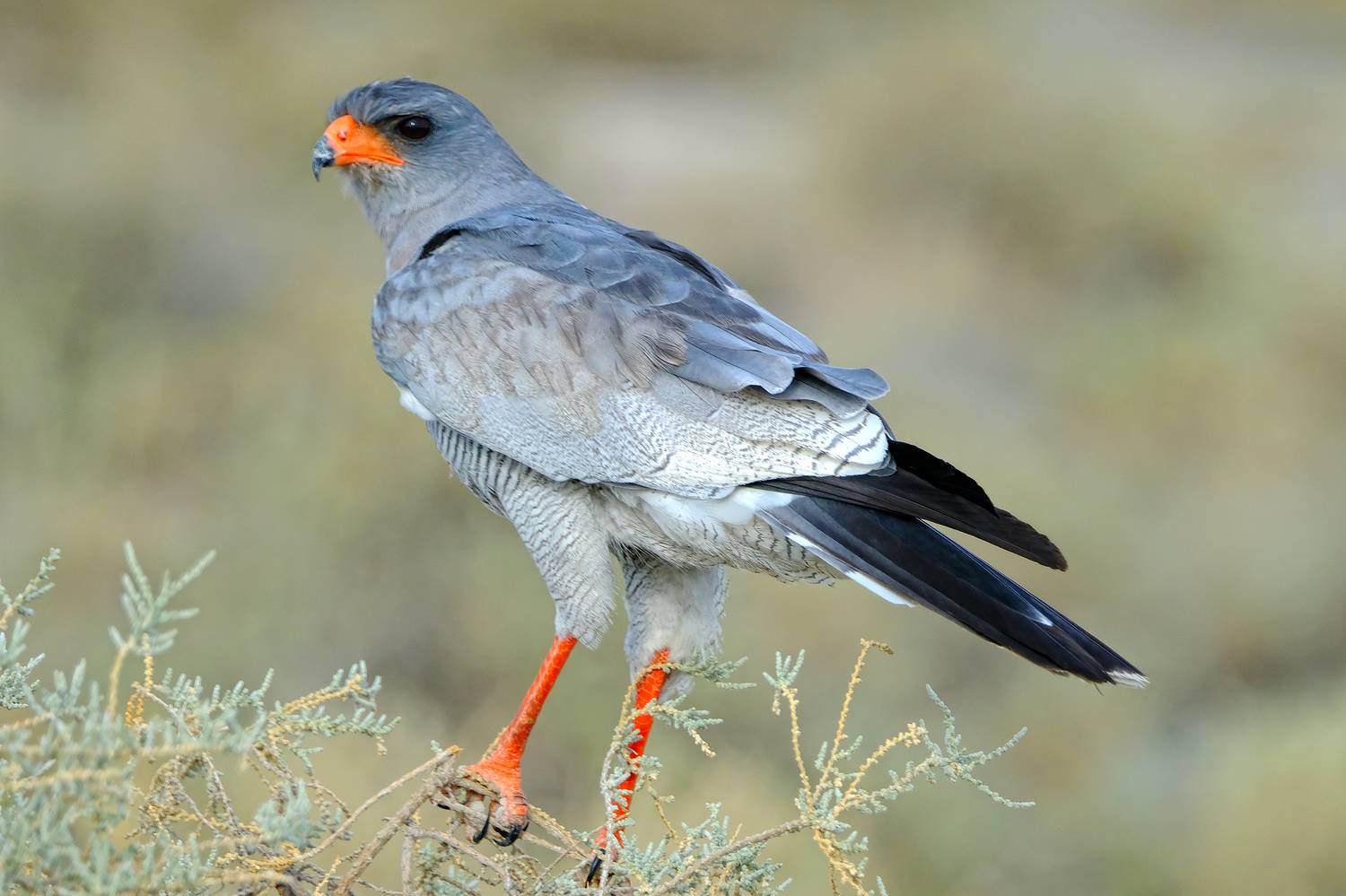 , Худзинская Ирина