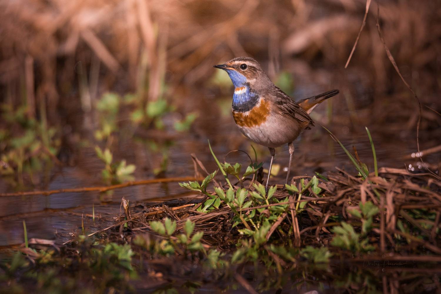 природа, лес, поля, огороды, животные, птицы, макро, Посевич Дмитрий