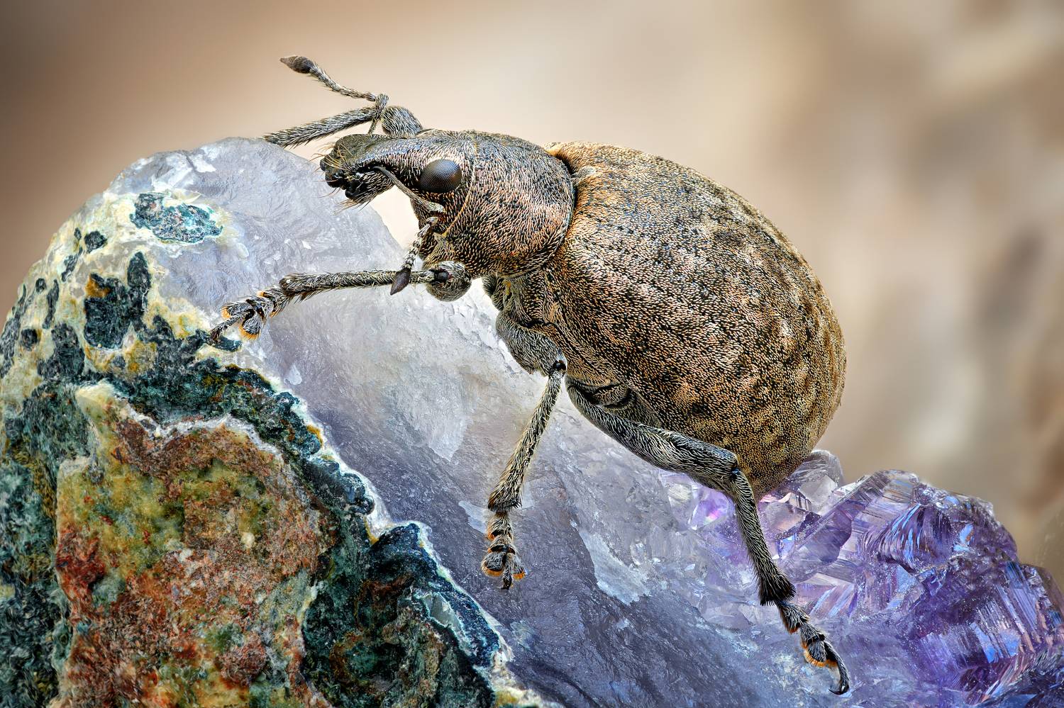 , Антон Финевич