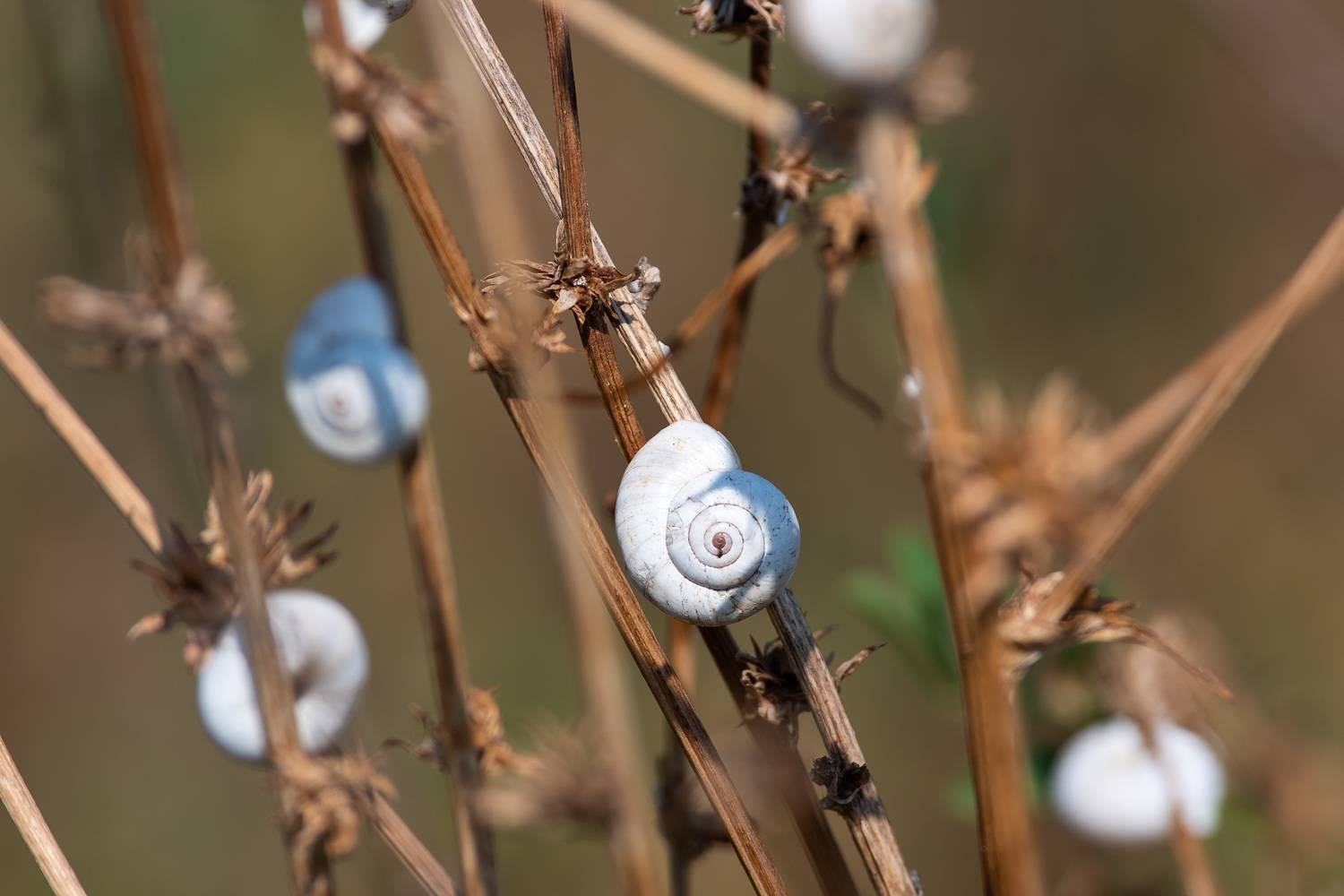 , Павел Сторчилов