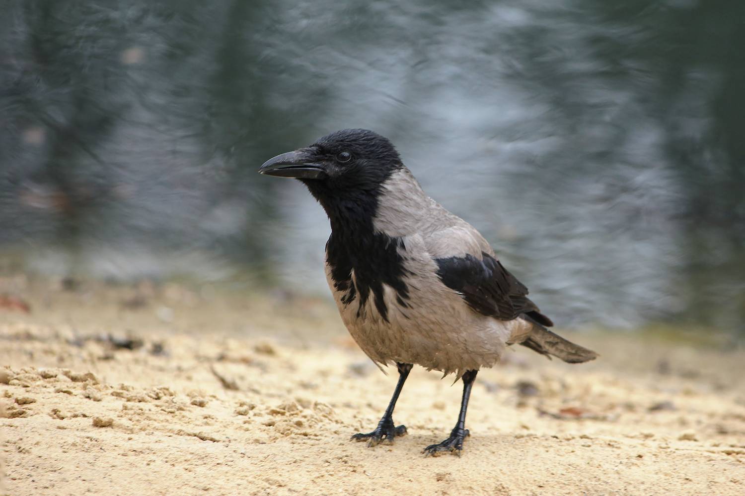 серая ворона, corvus cornix, КарОл
