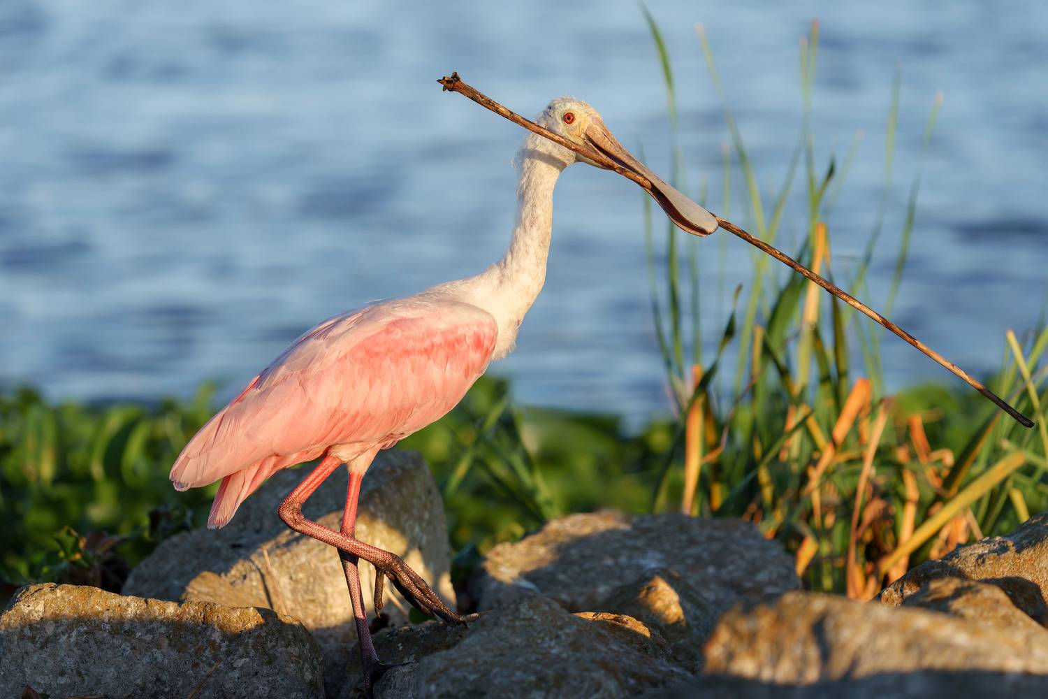 птица, фотоохота, колпица, природа, фауна, Kulikov Vladimir