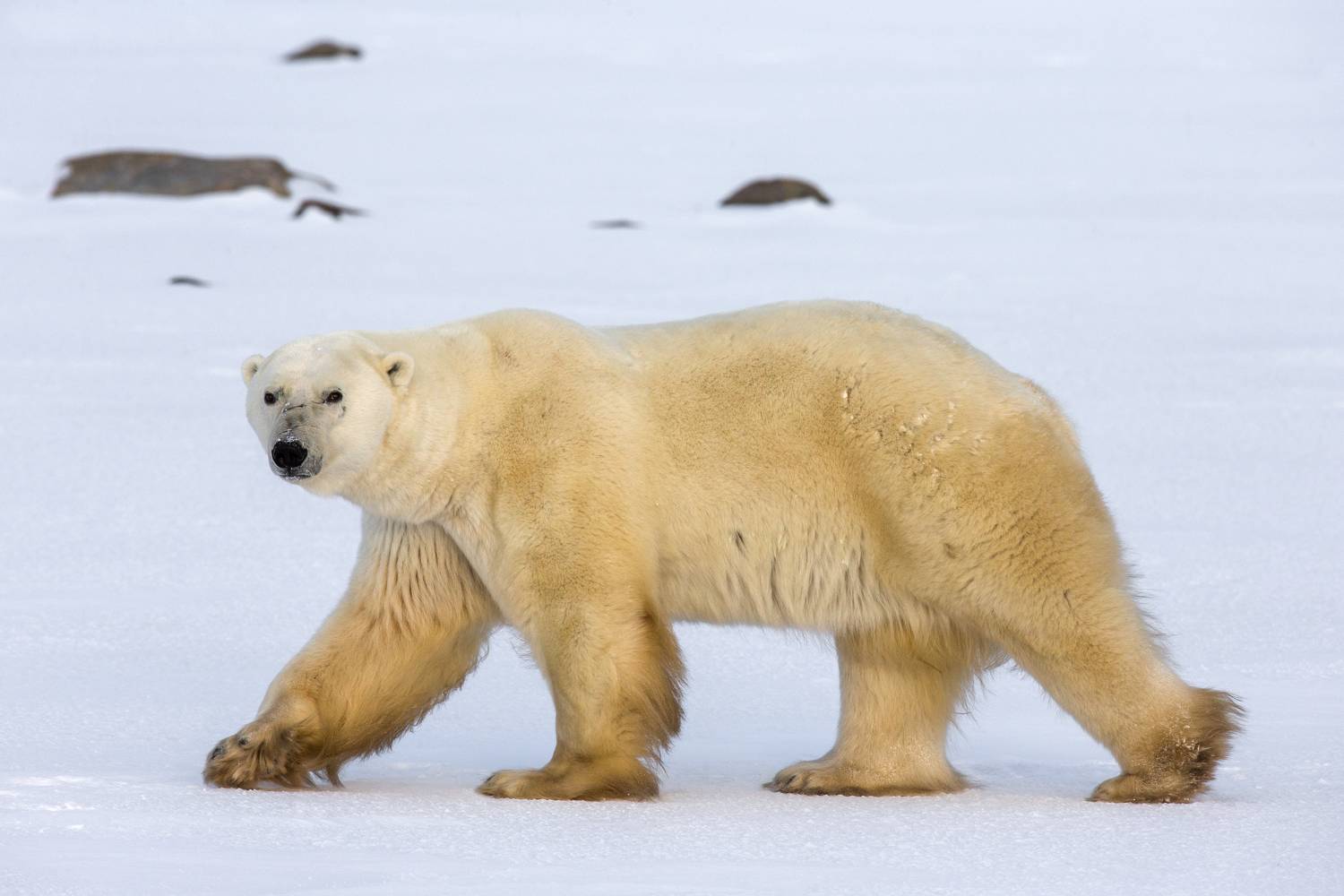 , Гудков Андрей