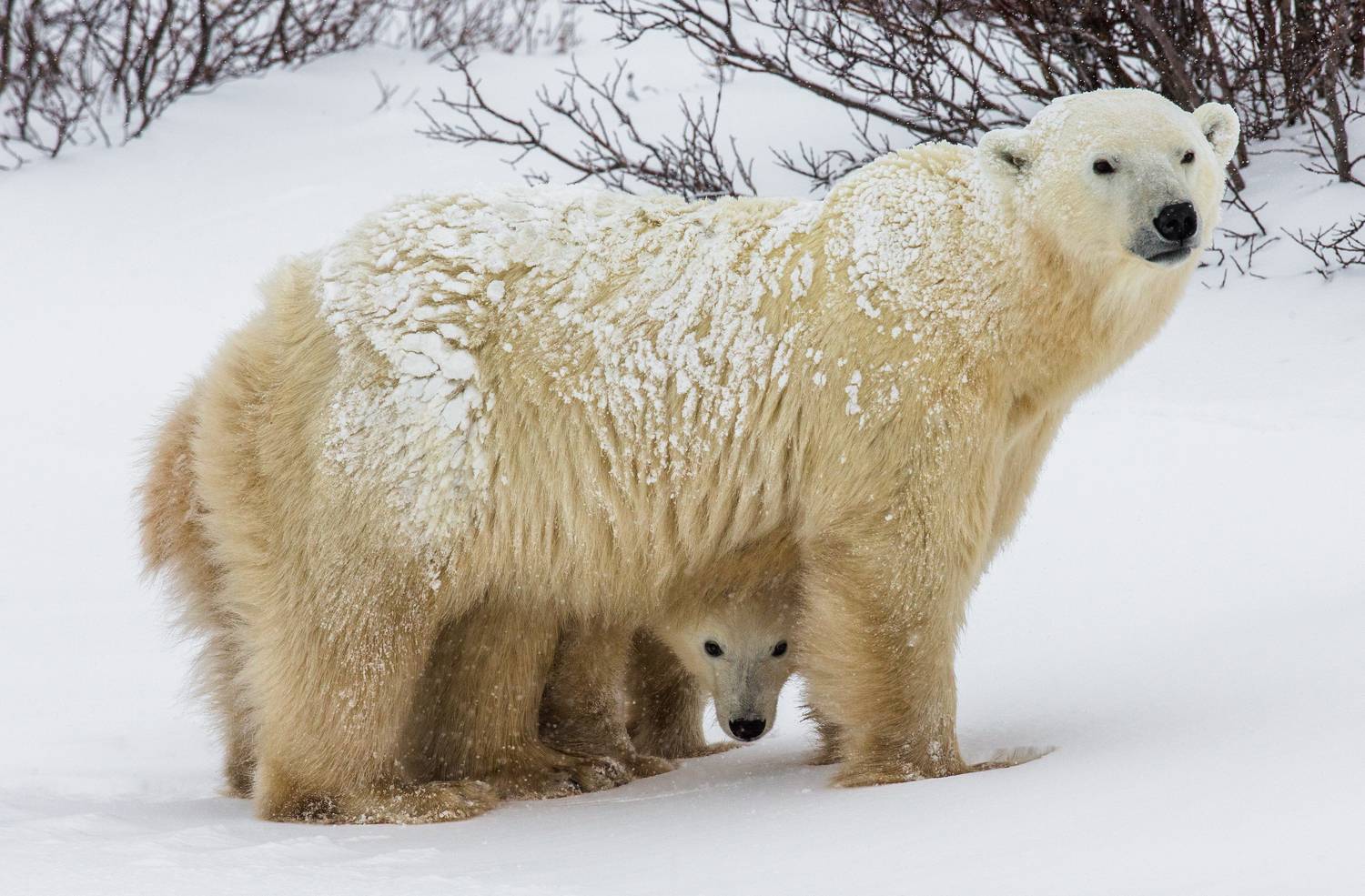, Гудков Андрей