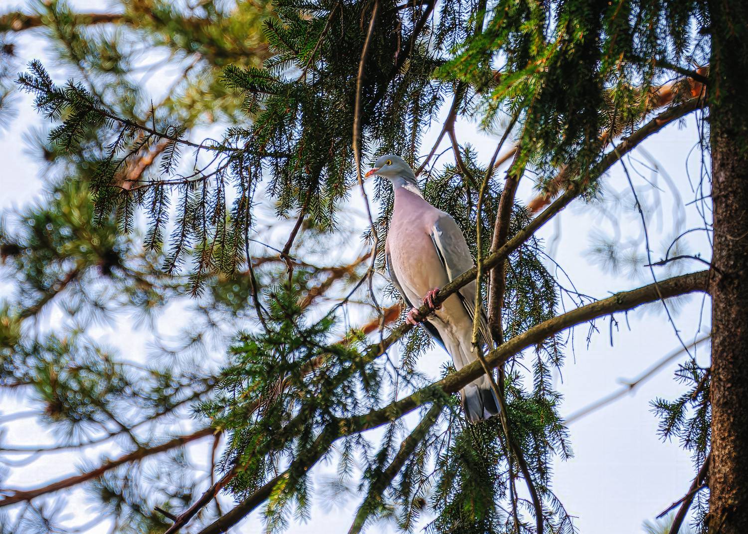 , Загруев Михаил