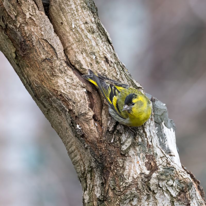 Чиж, самец чижа Любопытный чижик фото превью