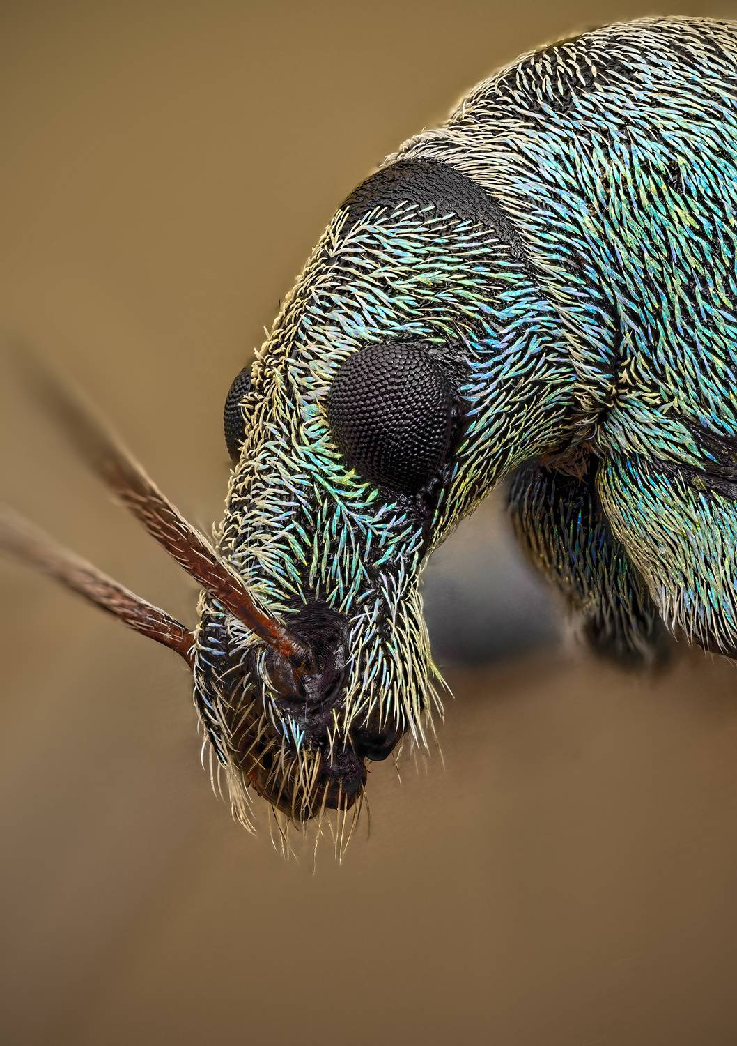 phyllobius, maculicornis, Kavaliauskas Eugenijus